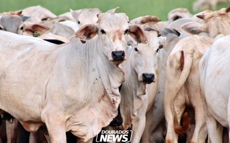 Rússia Reconhece Brasil como País Livre de Febre Aftosa sem Vacinação