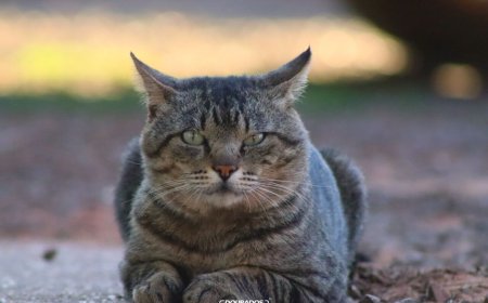 Novo Acordo Facilita Trânsito de Pets entre Brasil e Argentina com Certificado Eletrônico