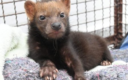 Filhote de Cachorro-Vinagre Recebe Cuidados e Representa Marca na Conservação da Espécie