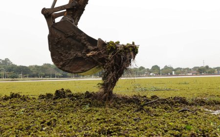 Mutirão de Limpeza: Prefeitura de Dourados Remove Plantas Aquáticas de Parques