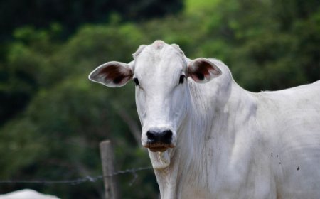 Controle estratégico da verminose bovina: um desafio para a produtividade