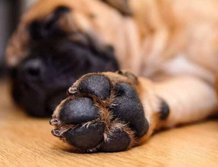 Cuide das Patas do Seu Cachorro: Erro Pode Causar Dor e Infecções