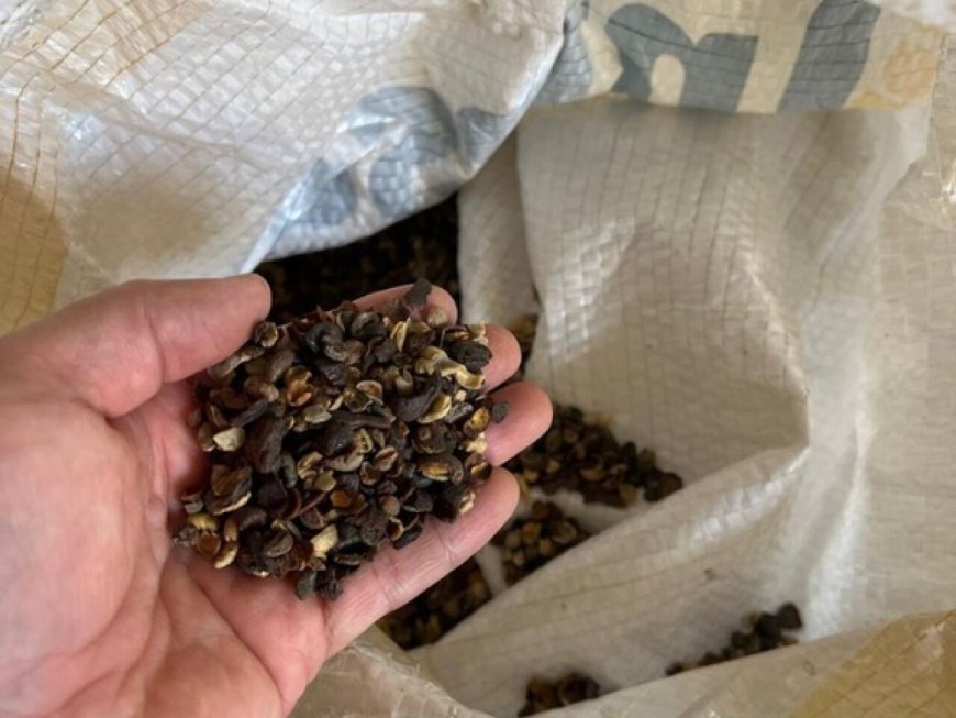 Operação apreende 82 toneladas de produtos irregulares ligados à produção de café