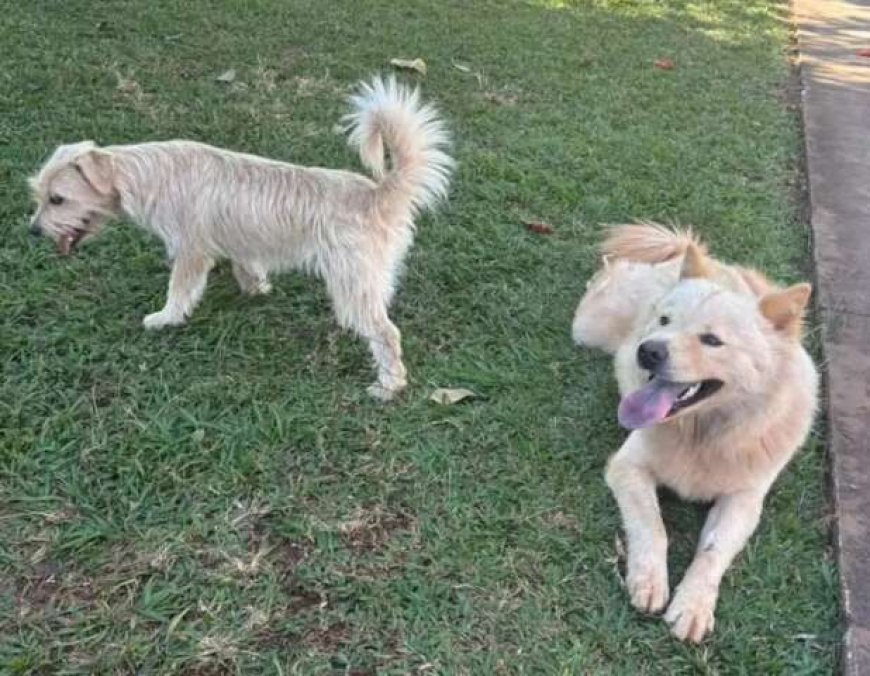 Cães Entrem em Condomínio Abandonados e Moradores Procuram Donos