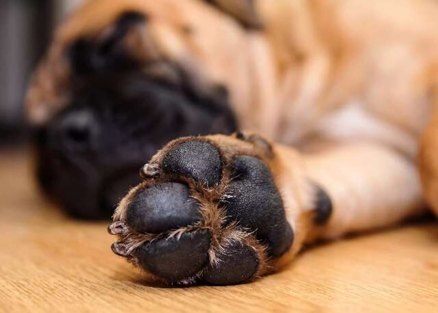 Cuide das Patas do Seu Cachorro: Erro Pode Causar Dor e Infecções