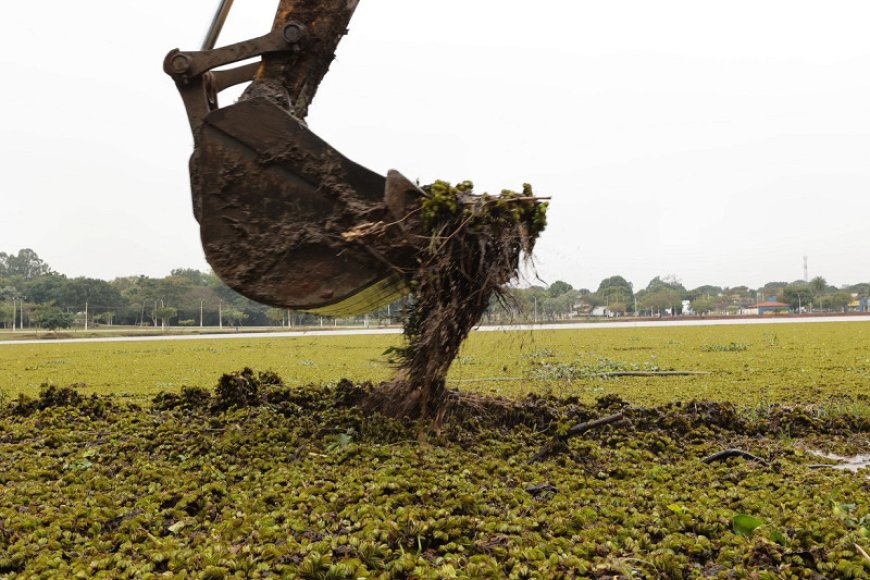 Mutirão de Limpeza: Prefeitura de Dourados Remove Plantas Aquáticas de Parques