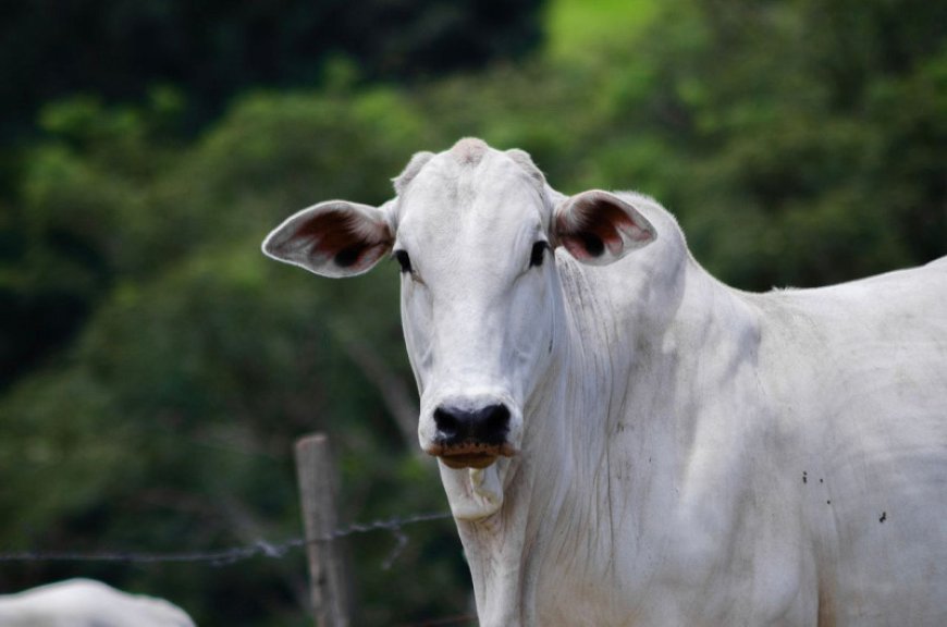Controle estratégico da verminose bovina: um desafio para a produtividade