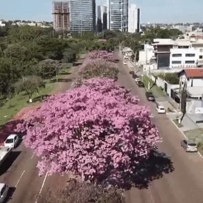 Ipês em Flor: A Beleza e a Importância da Arborização Urbana