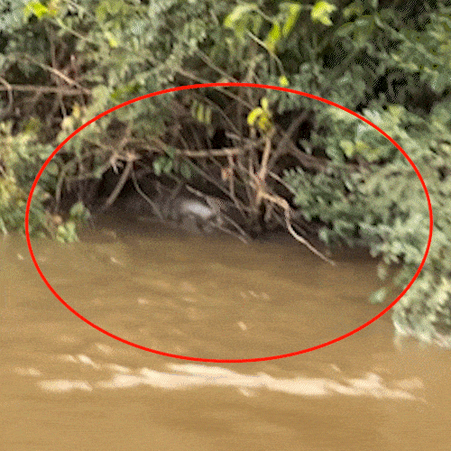 Sucuri Gigante Flagrada no Rio Dourado