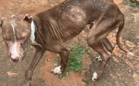 Cachorro é resgatado em imóvel usado para tráfico de drogas em Campo Grande