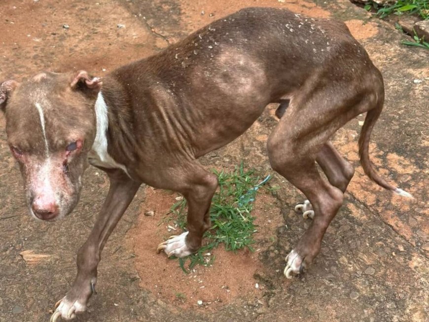 Cachorro é resgatado em imóvel usado para tráfico de drogas em Campo Grande