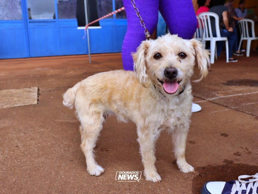 Prazo para participar de mapeamento nacional sobre turismo pet friendly termina dia 10 de julho