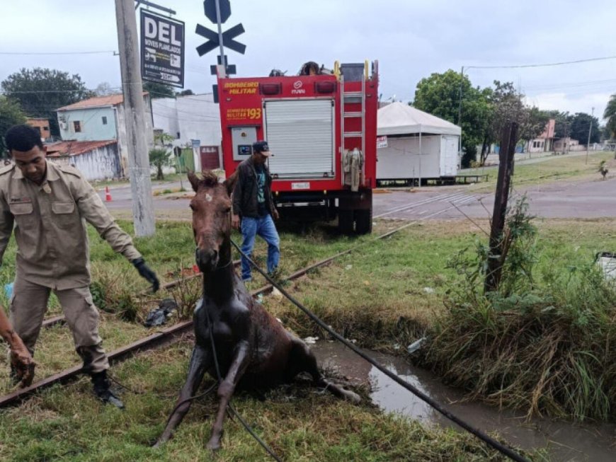 Cavalo Resgatado Após Ficar Atolado em Vala em Corumbá